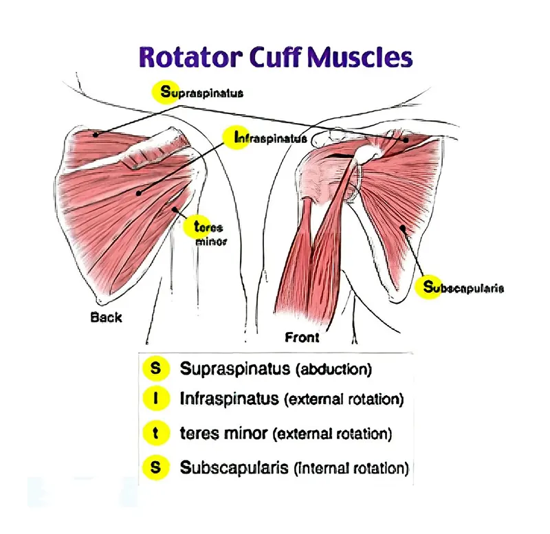 Rotator cuff and why does it hurt?